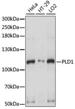 PLD1 Antibody - Azide and BSA Free, Novus Biologicals:Antibodies:Primary