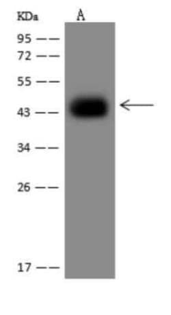PLEKHA2 Antibody, Novus Biologicals 50 &mu;g; Unconjugated:Antibodies,