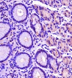 PLEKHA7 Antibody - BSA Free, Novus Biologicals 0.1 mg; Unconjugated:Antibodies,