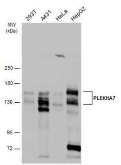 PLEKHA7 Antibody, Novus Biologicals 100 &mu;g | Buy Online | Novus Biologicals | Fisher Scientific