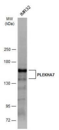 PLEKHA7 Antibody, Novus Biologicals 100 &mu;g | Buy Online | Novus Biologicals | Fisher Scientific