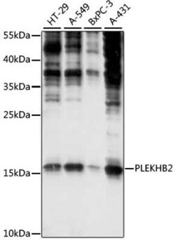PLEKHB2 Antibody - Azide and BSA Free, Novus Biologicals 0.1 mL; Unconjugated:Antibodies,