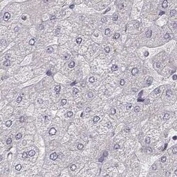 PLEKHG3 Antibody, Novus Biologicals 25 &mu;L | Buy Online | Novus Biologicals | Fisher Scientific