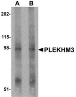 PLEKHM3 Antibody - BSA Free, Novus Biologicals 0.1 mg | Buy Online | Novus Biologicals | Fisher Scientific