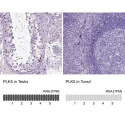 PLK5 Antibody, Novus Biologicals 25 &mu;L, Unconjugated:Antibodies, Polyclonal