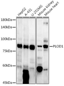 PLOD1 Antibody - Azide and BSA Free, Novus Biologicals:Antibodies:Primary