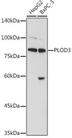 PLOD3 Antibody - BSA Free, Novus Biologicals 0.02 mL | Buy Online | Novus Biologicals | Fisher Scientific