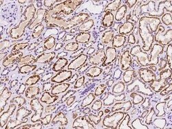 PLP2 Antibody, Novus Biologicals:Antibodies:Primary Antibodies