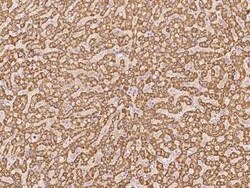 PLP2 Antibody, Novus Biologicals:Antibodies:Primary Antibodies