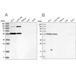 PLRG1 Antibody, Novus Biologicals:Antibodies:Primary Antibodies