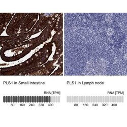 PLS1 Rabbit anti-Human, Polyclonal, Novus Biologicals 100 &mu;g; Unconjugated:Antibodies,