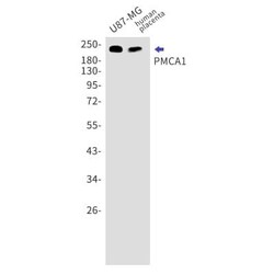 PMCA1 Antibody (S02-8C5), Novus Biologicals 50 &mu;g | Buy Online | Novus Biologicals | Fisher Scientific