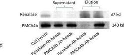 PMCA4 Antibody (2G8), Novus Biologicals 0.1 mg | Buy Online | Novus Biologicals | Fisher Scientific