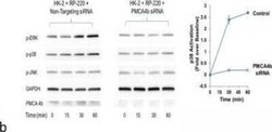 PMCA4 Antibody (2G8), Novus Biologicals 0.1 mg | Buy Online | Novus Biologicals | Fisher Scientific