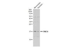 PMCH Antibody, Novus Biologicals 100 &mu;g; Unconjugated:Antibodies, Polyclonal