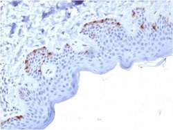 PMEL17/SILV Antibody (PMEL/2037) - Azide and BSA Free, Novus Biologicals