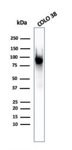 PMEL17/SILV Antibody (PMEL/2037) - Azide and BSA Free, Novus Biologicals