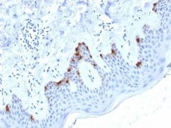 PMEL17/SILV Antibody (PMEL/2038) - Azide and BSA Free, Novus Biologicals 100 &mu;g | Buy Online | Novus Biologicals | Fisher Scientific