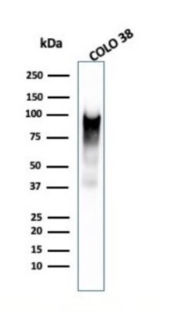 PMEL17/SILV Antibody (PMEL/2038) - Azide and BSA Free, Novus Biologicals 100 &mu;g | Buy Online | Novus Biologicals | Fisher Scientific