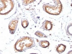 PMEL17/SILV Antibody (HMB45 + PMEL/783), Novus Biologicals:Antibodies:Primary
