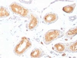 PMEL17/SILV Antibody (HMB45), Novus Biologicals 0.1mg; Unlabeled:Antibodies,