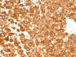 PMEL17/SILV Antibody (PMEL/783), Novus Biologicals 0.02mg; Unlabeled:Antibodies,
