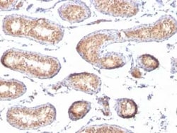 PMEL17/SILV Antibody (PMEL/783), Novus Biologicals 0.02mg; Unlabeled:Antibodies,