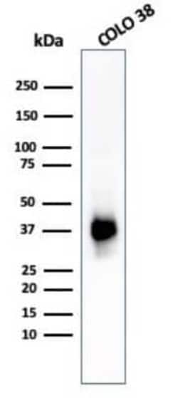 PMEL17/SILV Antibody (PMEL/783), Novus Biologicals 0.02mg; Unlabeled:Antibodies,