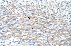 PMF1 Rabbit anti-Human, Polyclonal, Novus Biologicals 0.1 mL | Buy Online | Novus Biologicals | Fisher Scientific