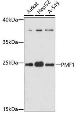 PMF1 Antibody - Azide and BSA Free, Novus Biologicals:Antibodies:Primary
