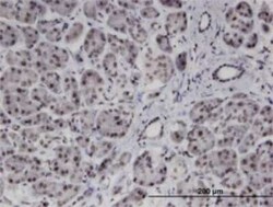 PMFBP1 Antibody (4G9), Novus Biologicals 0.1 mg | Buy Online | Novus Biologicals | Fisher Scientific