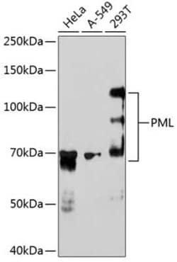 PML Protein Rabbit anti-Human, Mouse, Rat, Clone: 2A0N10, Novus Biologicals
