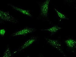 PML Protein Antibody, Novus Biologicals:Antibodies:Primary Antibodies