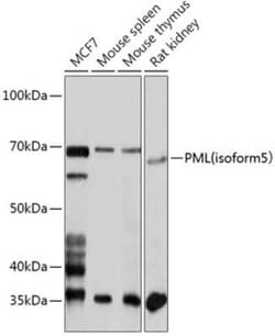PML Protein Antibody - BSA Free, Novus Biologicals 0.02 mL; Unconjugated:Antibodies,
