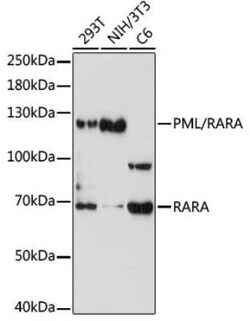 PML Protein Antibody - BSA Free, Novus Biologicals 100 &mu;g; Unconjugated:Antibodies,