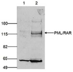 PML Protein Rabbit anti-Human, Polyclonal, Novus Biologicals 25 &mu;g;