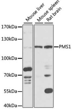 PMS1 Antibody - BSA Free, Novus Biologicals:Antibodies:Primary Antibodies