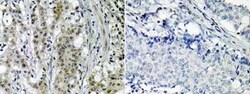 PMS2 Rabbit anti-Human, Clone: 4E5F1, Novus Biologicals:Antibodies:Primary