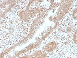 PMS2 Antibody (PMS2/4373R) - Azide and BSA Free, Novus Biologicals 100