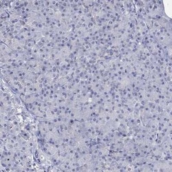 PNMA5 Rabbit anti-Human, Polyclonal, Novus Biologicals 100 &mu;g; Unconjugated:Antibodies,