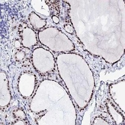 POFUT2 Antibody, Novus Biologicals:Antibodies:Primary Antibodies