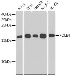 POLE4 Antibody - BSA Free, Novus Biologicals 0.02 mL; Unconjugated:Antibodies,