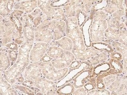 POLG2 Antibody, Novus Biologicals 100 &mu;g, Unconjugated:Antibodies, Polyclonal