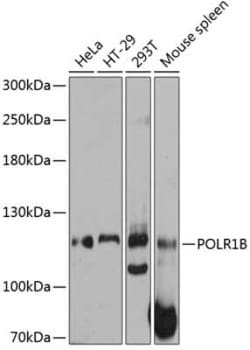 POLR1B Antibody - Azide and BSA Free, Novus Biologicals:Antibodies:Primary