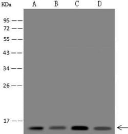 POLR1D Antibody, Novus Biologicals 100 &mu;g; Unconjugated:Antibodies,