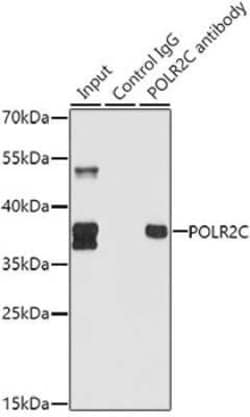 POLR2C Antibody - BSA Free, Novus Biologicals 0.1 mL; Unconjugated:Antibodies,