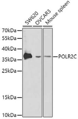POLR2C Antibody - BSA Free, Novus Biologicals 0.1 mL; Unconjugated:Antibodies,