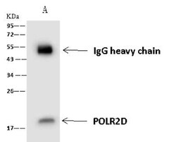 POLR2D Antibody, Novus Biologicals:Antibodies:Primary Antibodies