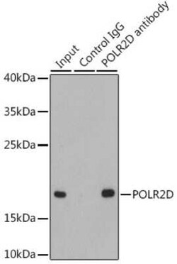 POLR2D Antibody - BSA Free, Novus Biologicals 0.1 mL; Unconjugated:Antibodies,