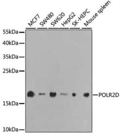POLR2D Antibody - BSA Free, Novus Biologicals 0.1 mL; Unconjugated:Antibodies,